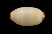 藏品(雨絲寶螺)的圖片